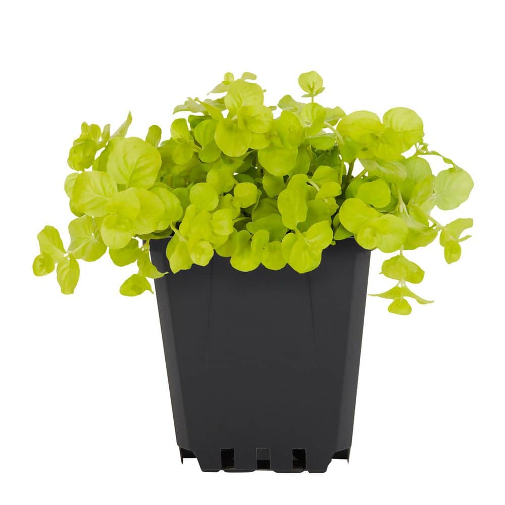 1 Pt. Lysimachia Creeping Jenny Yellow Perennial Plant (6-Pack) - Hercitys