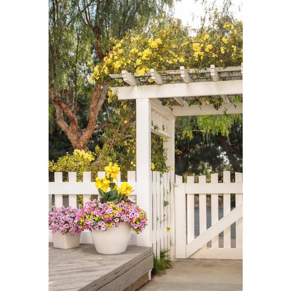 4.25 in. Eco+Grande Supertunia Lovie Dovie (Petunia) Live Plants, Pink and White Striped Flowers (4-Pack) - Hercitys