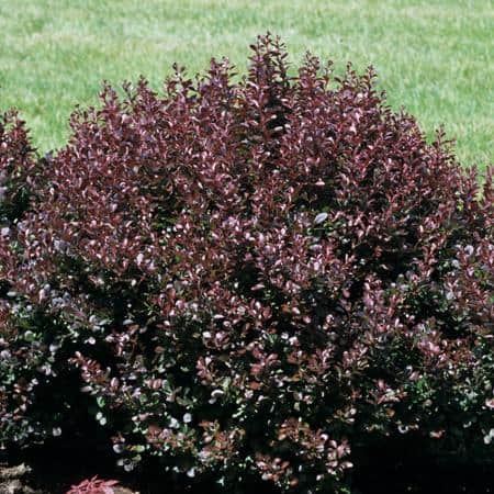 2.25 Gal. Crimson Pygmy Barberry Live Shrub with Deep Red, Purple Folliage - Hercitys
