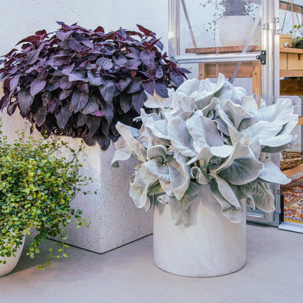 4.5 in. Qt. Angel Wings Sea Cabbage (Senecio Candicans) Live Annual Plant with Silver Foliage - Hercitys