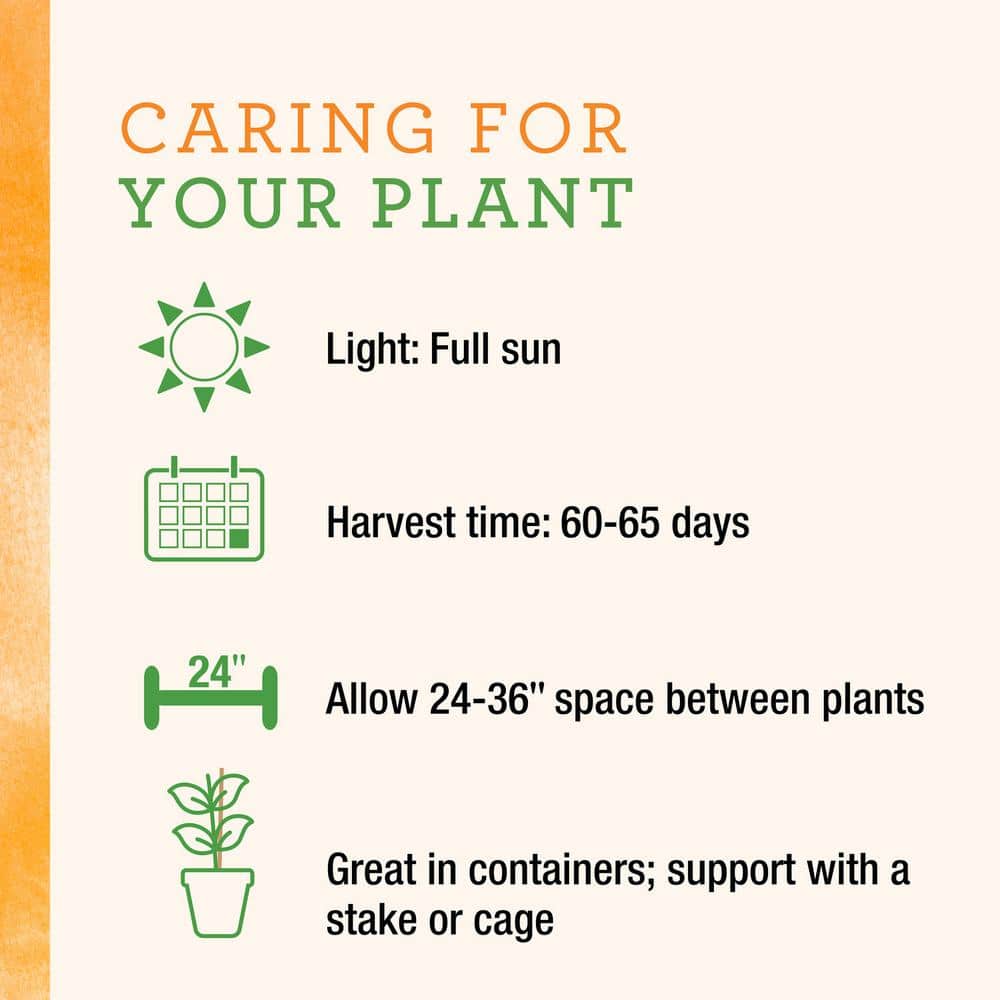 25 oz. Little Bing Cherry Tomato Plant (2-Pack) - Hercitys