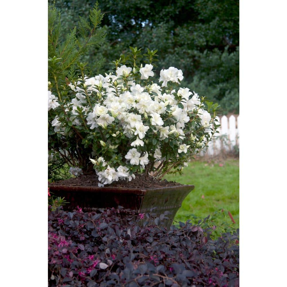 3 Gal. Autumn Moonlight Shrub with Crisp White Semi-double Reblooming Flowers - Hercitys