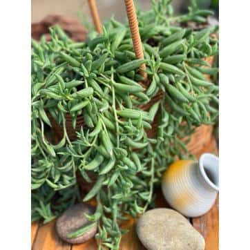 5 in. Senecio Radicans – String of Bananas with White Flowers, Succulent Plants in Grower Hanging Pot - Hercitys
