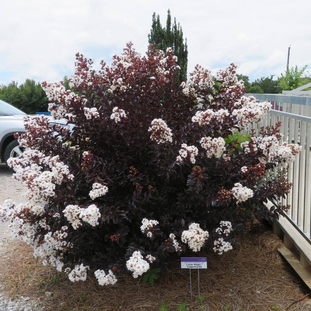 2 Gal. Lunar Magic Crape Myrtle Flowering Shrub with Dark Leaves and White Flowers - Hercitys