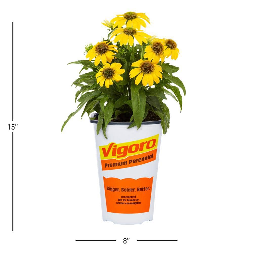 2 Qt. Echinacea Coneflower Sunseeker Citrus Yellow Perennial Plant (3-Pack) - Hercitys