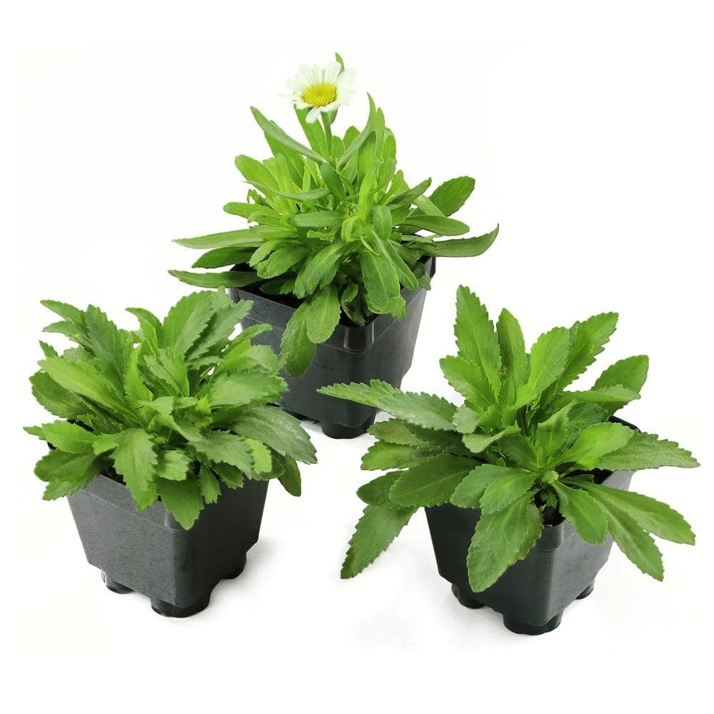 2.5 in. Shasta Daisy Carpet Angel Plant (3-Pack) - Hercitys