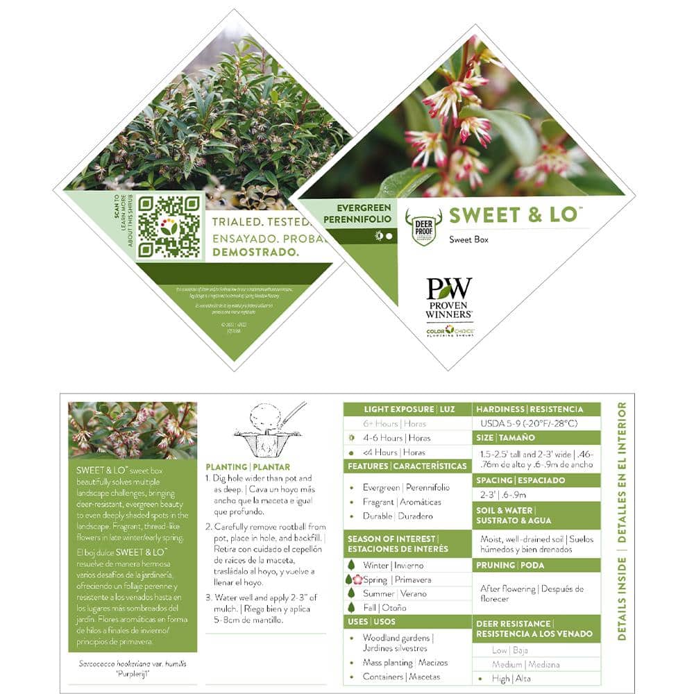 2 Gal. Sweet and Low Sweet Box Shrub - Hercitys