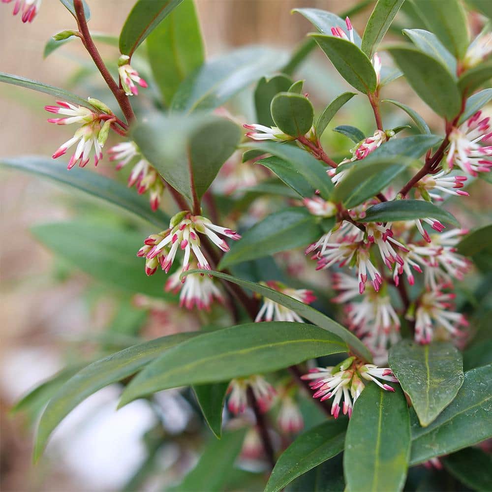 2 Gal. Sweet and Low Sweet Box Shrub - Hercitys