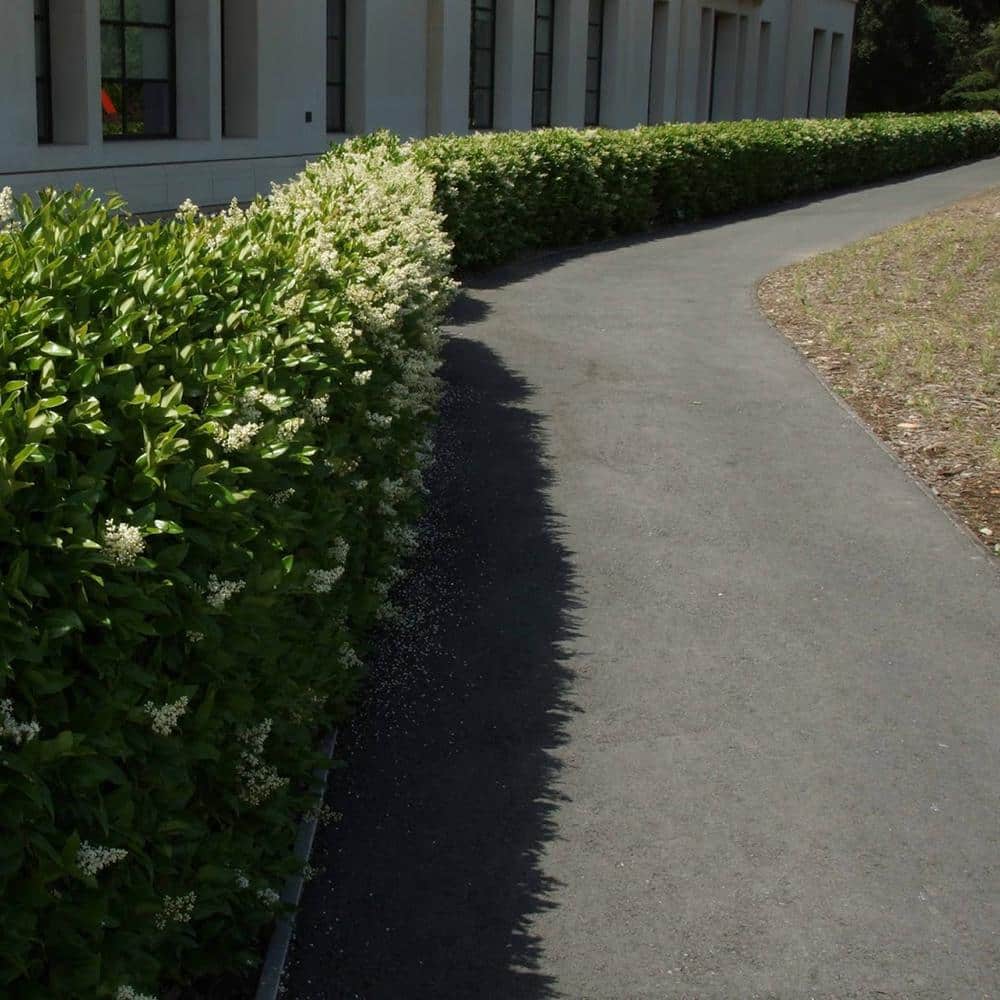 2.25 Gal. Ligustrum Recurvifolium Privet Shrub - Hercitys