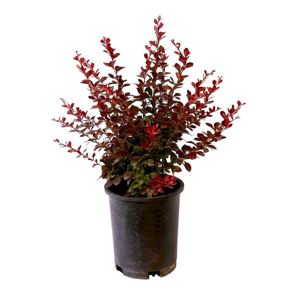 2.5 Qt. – Crimson Pygmy Barberry Live Shrub with Deep Red, Purple Folliage - Hercitys
