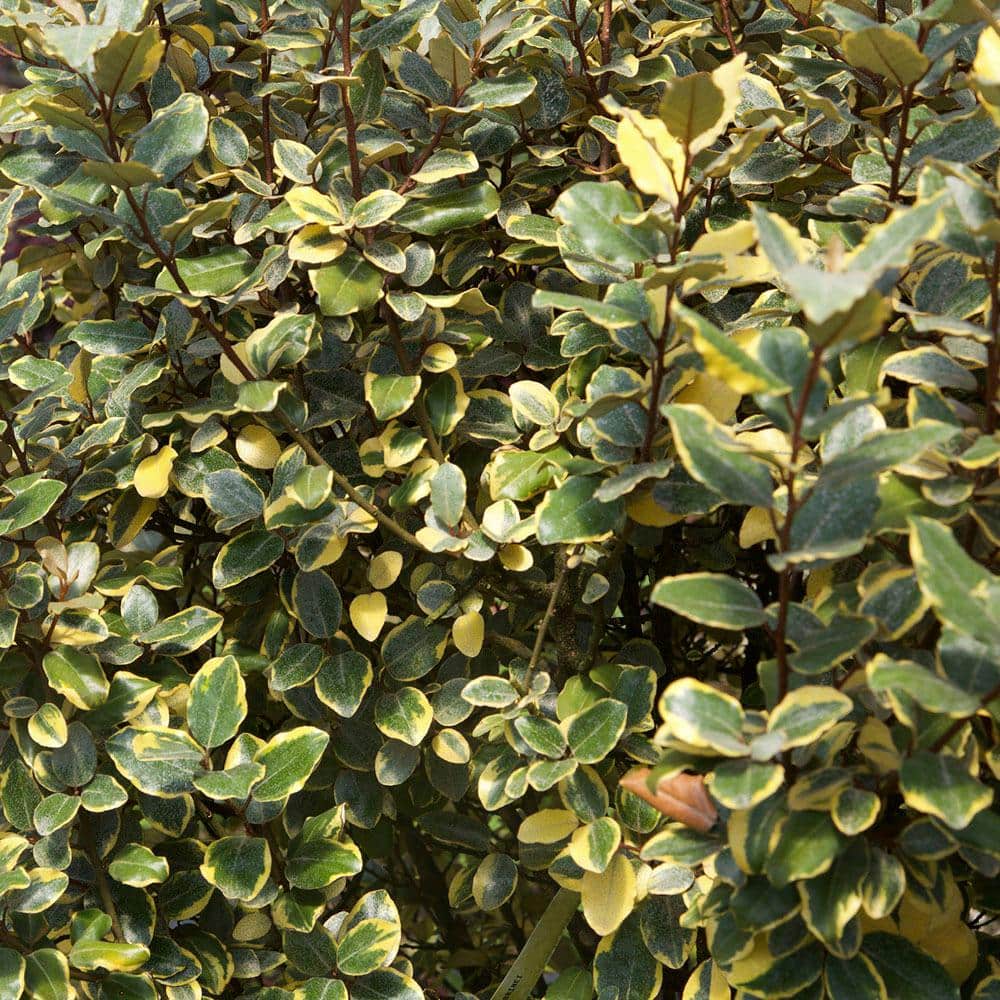 2 Gal. Olive Martini Elaeagnus, Live Evergreen Shrub, Variegated Gold and Green Foliage - Hercitys