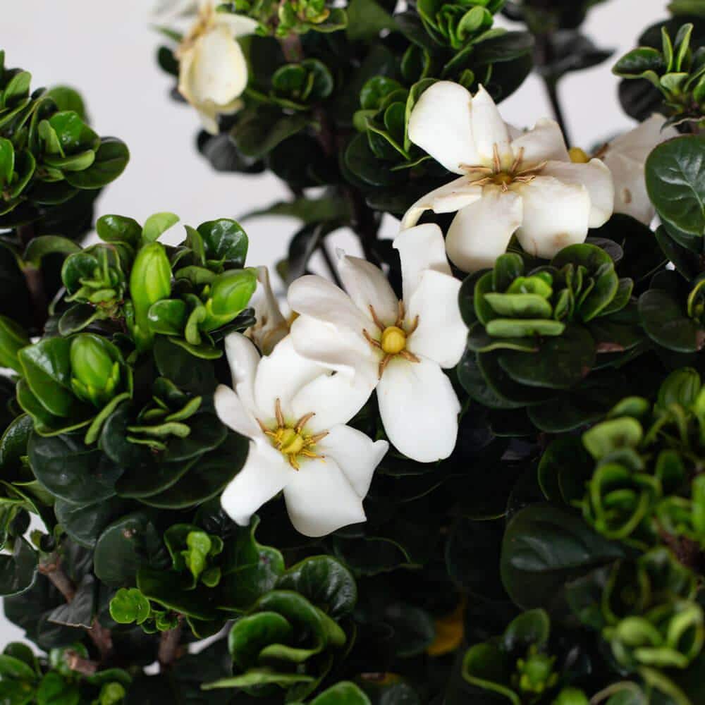 2 Gal. Diamond Spire Gardenia Shrub with Fragrant White Flowers - Hercitys