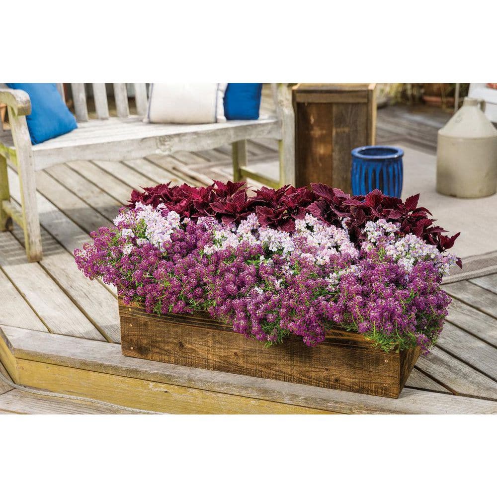 4.25 in. Eco+Grande, Violet Knight Sweet Alyssum (Lobularia), Live Plant, Purple Flowers (4-Pack) - Hercitys