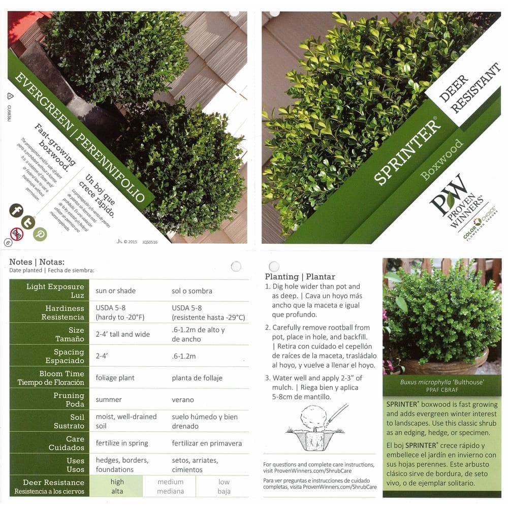 4.5 in. Qt. Sprinter Boxwood (Buxus) Live Evergreen Shrub, Green Foliage - Hercitys