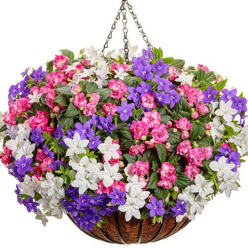 24 in. Steel Hanging Basket with AquaSav Coco Liner and Chain - Hercitys
