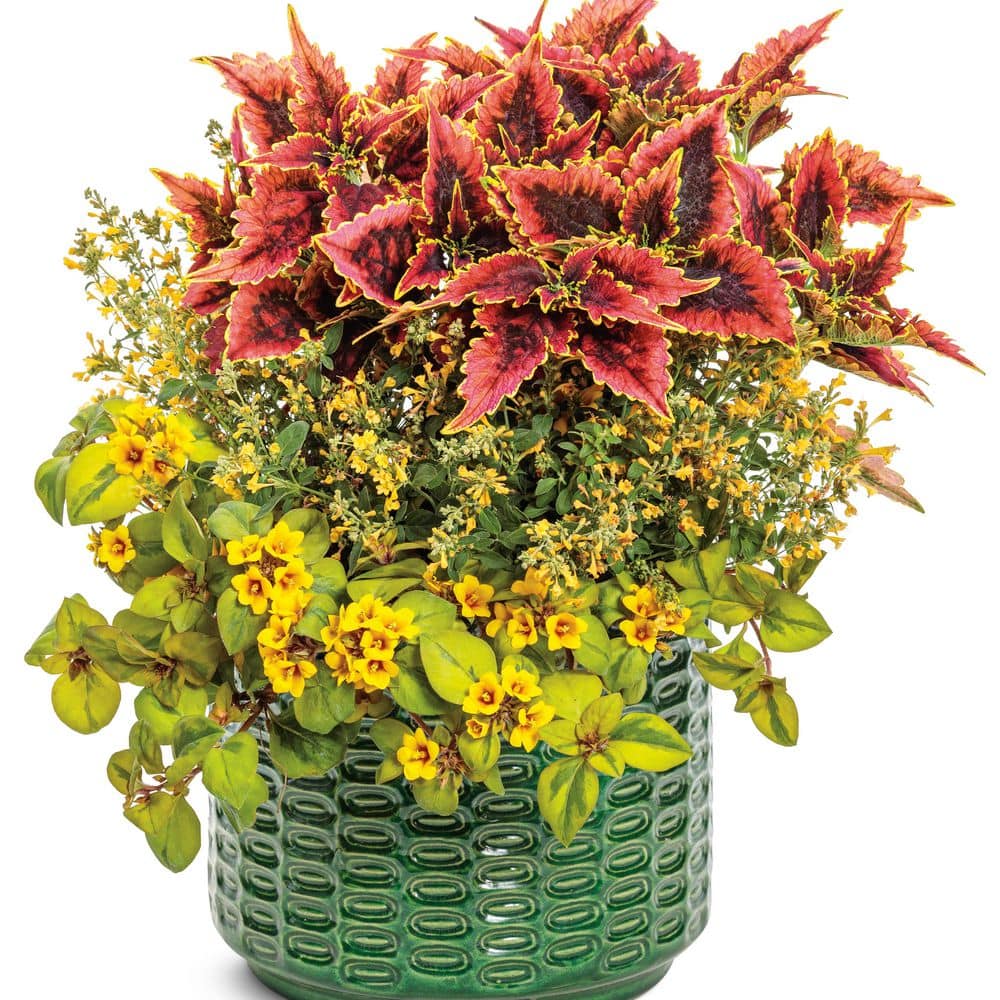 4.25 in. Eco+ Grande ‘Maestro Gold’ Hyssop (Agastache hybrid) Live Annual Plant with Yellow Flowers 4-Pack - Hercitys