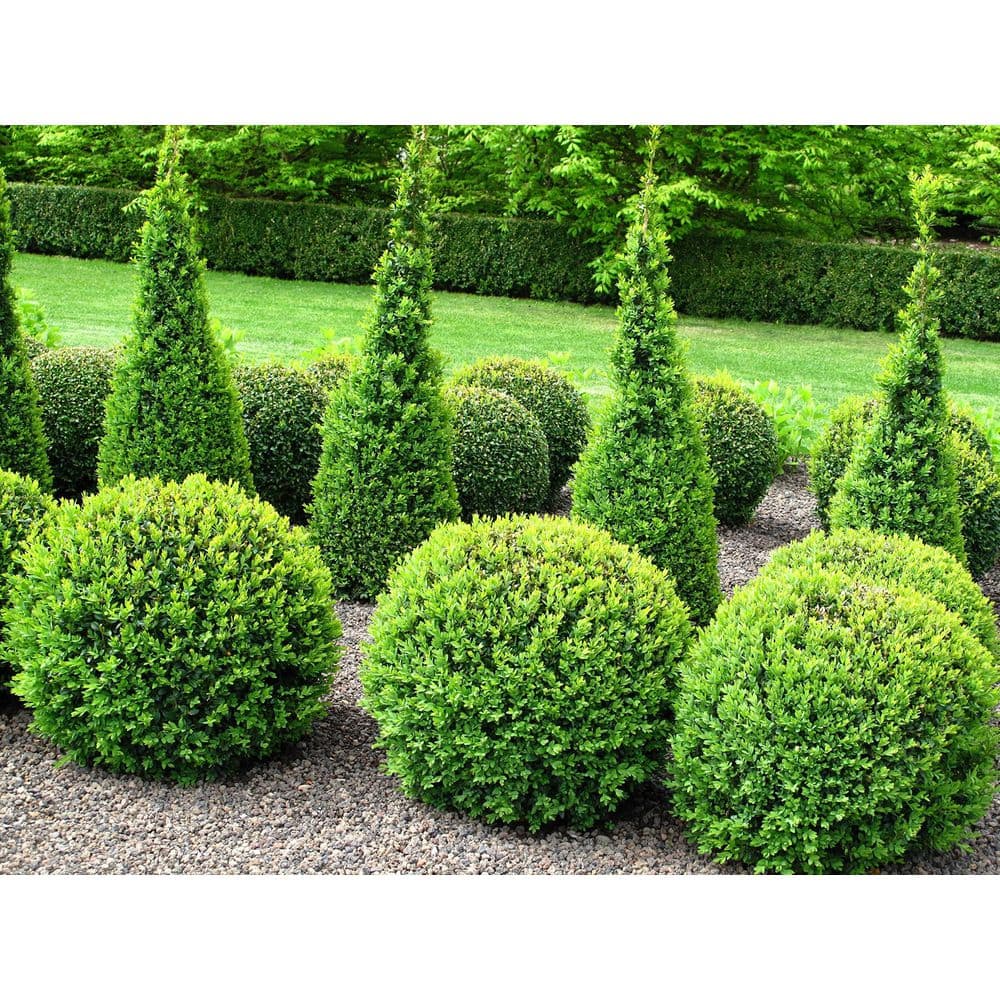 1 Gal. English Boxwood Shrub with Glossy Evergreen Foliage - Hercitys