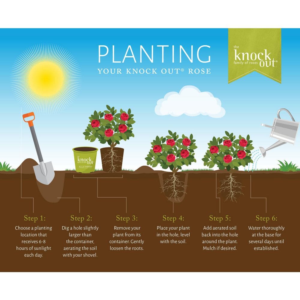 2 Gal. Red Knock Out Rose Bush with Red Flowers - Hercitys