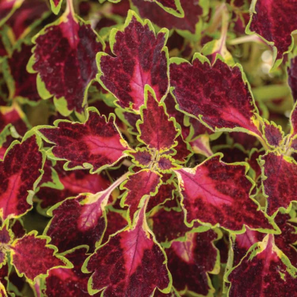 4.25 in. Eco+ Grande Colorblaze Cherry Drop Coleus (Coleus Scutellarioides) Live Annual Plant 4-Pack - Hercitys
