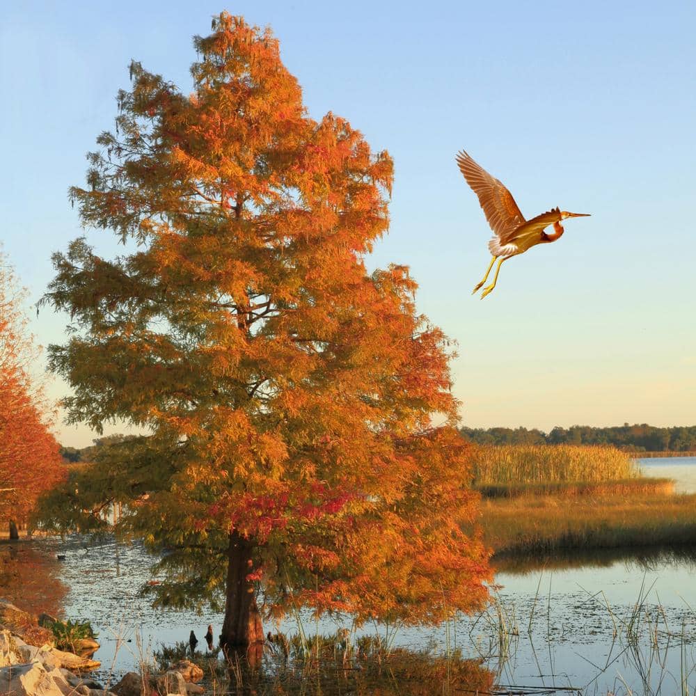 2.25 Gal. Deciduous Bald Cypress Tree - Hercitys