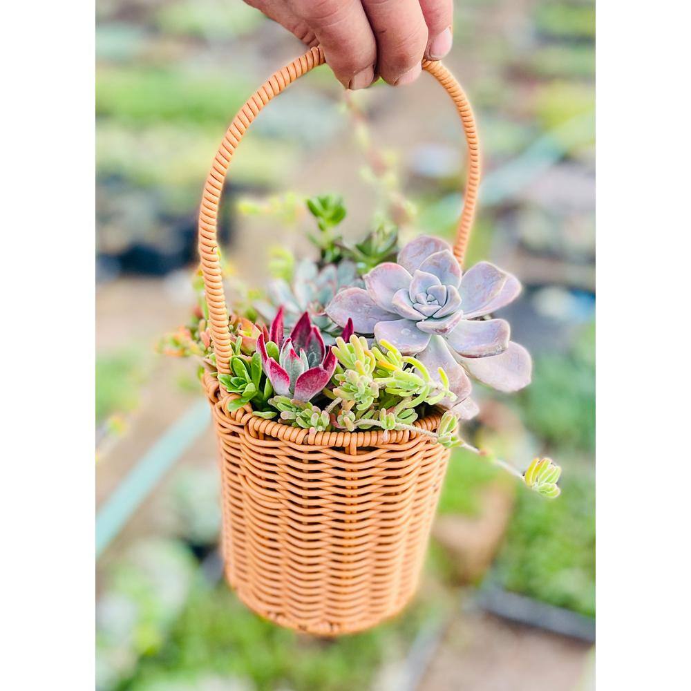 11 in. Small Wicker Soilless Succulent Plant Flower Basket, Lightweight Beautiful Collection of Succulents - Hercitys