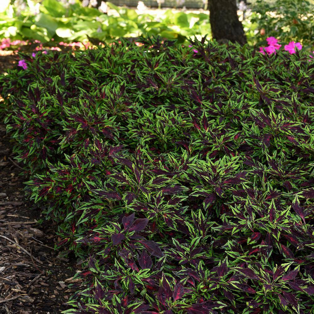 2.5 in. Coleus Flame Thrower Chili Pepper Annual Plant (3-Pack) - Hercitys