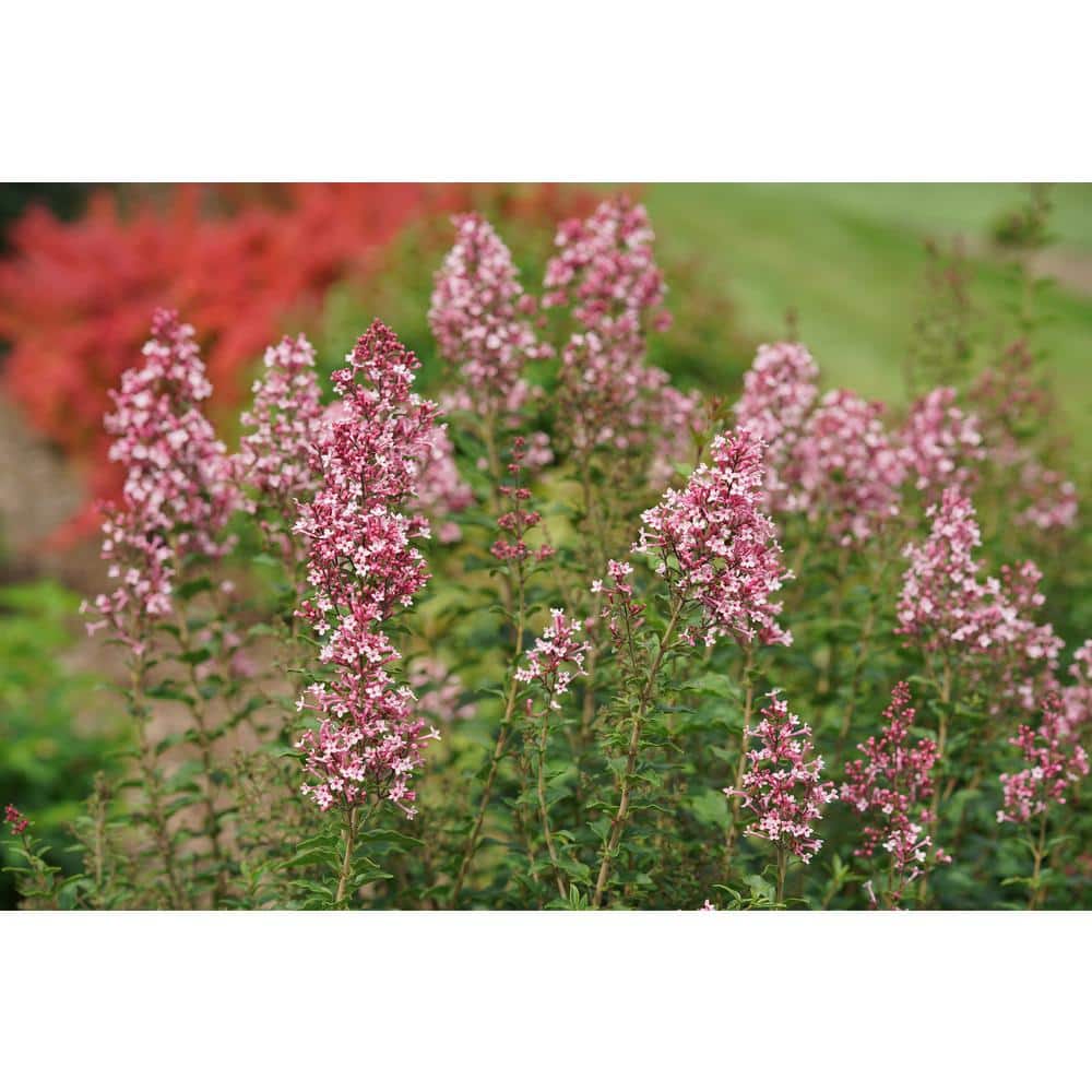 4.5 in. qt. Boomerang Ballet Reblooming Lilac (Syringa) Live Flowering Shrub with Pink Flowers - Hercitys