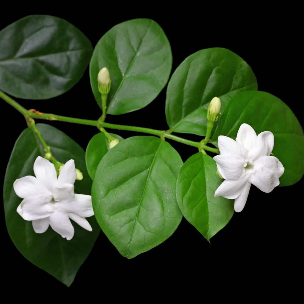 1 gal. Jasmine Sambac Arabian Plant - Hercitys