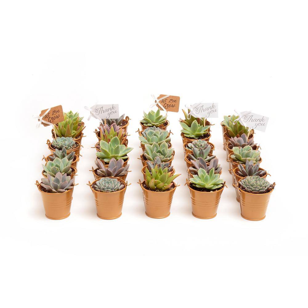 2 in. Wedding Event Rosette Succulents Plant with Caramel Metal Pails and Thank You Tags (30-Pack) - Hercitys