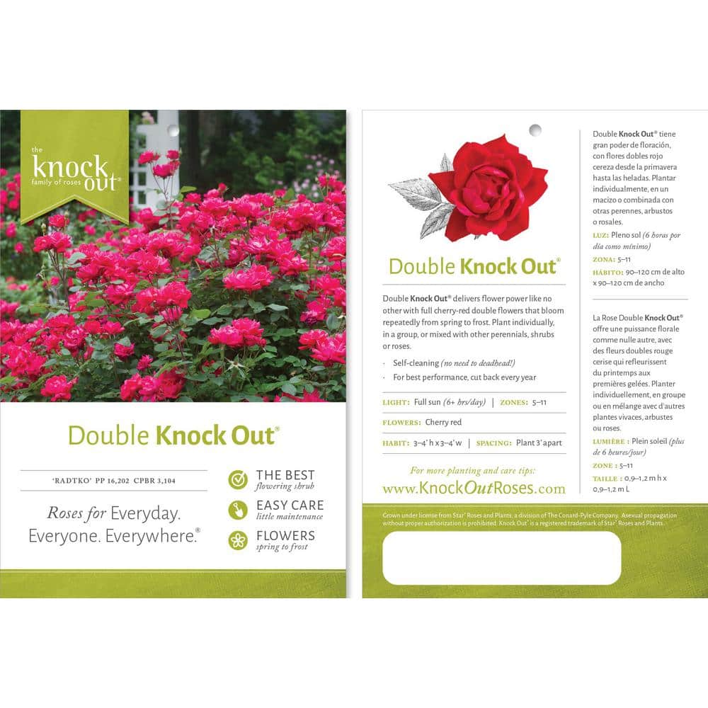 3 Gal. Red Double Knock Out Rose Bush with Red Flowers - Hercitys