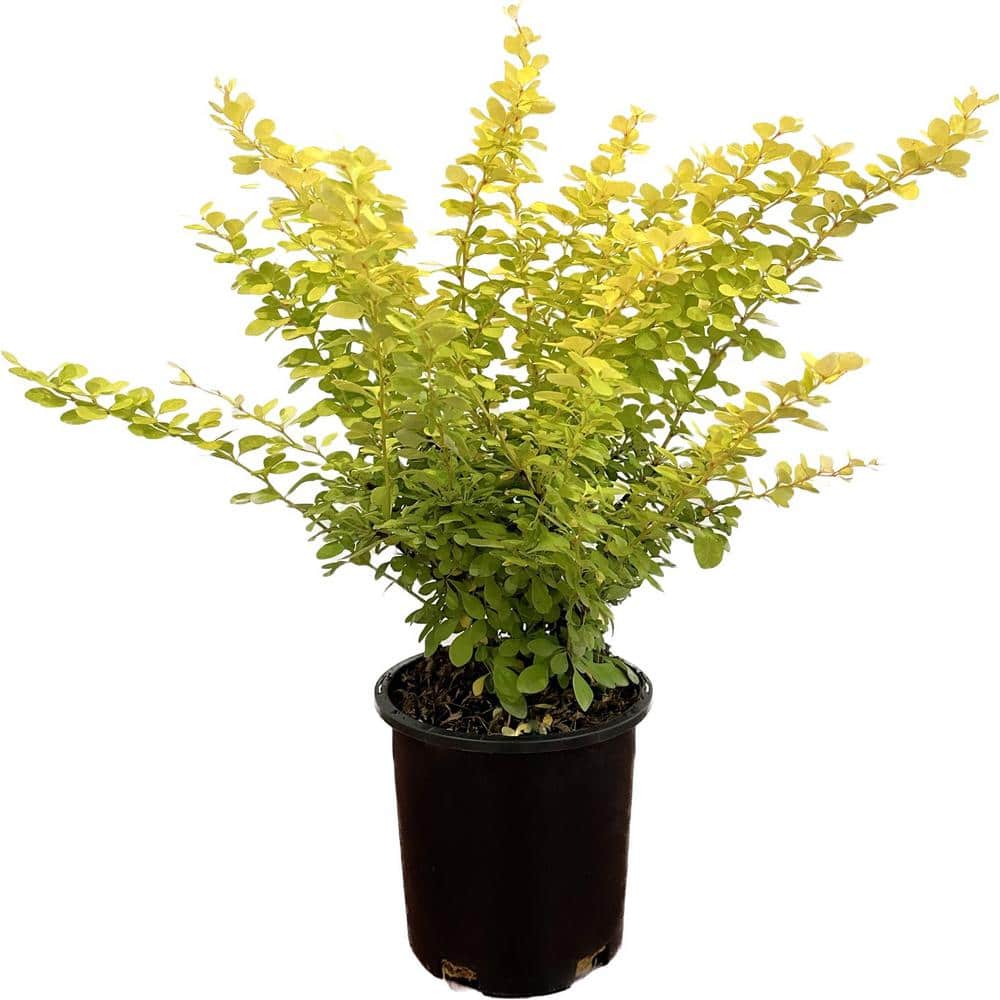 2.5 Qt. Golden ‘Aurea’ Barberry Live Shrub - Hercitys