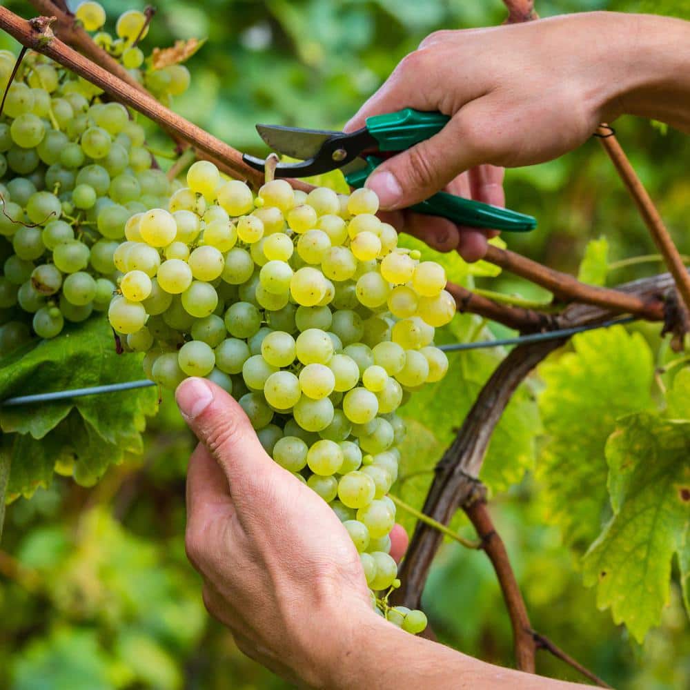 1-Year, Himrod Seedless Grape Bare Root, Non-GMO (Bag of 1) - Hercitys