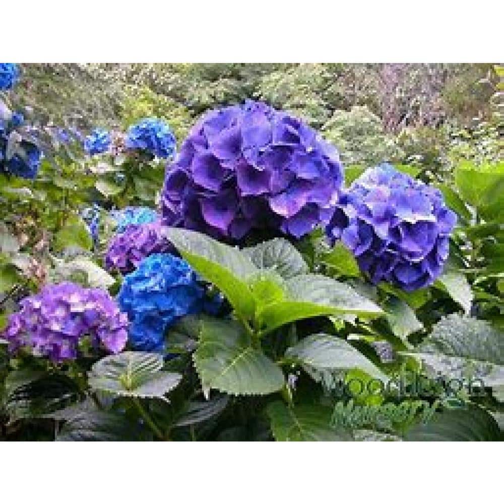 3 Gal. Merritt’s Supreme Bigleaf Hydrangea (Hydrangea macrophylla) Live Flowering Shrub; Blue or Pink Flowers - Hercitys