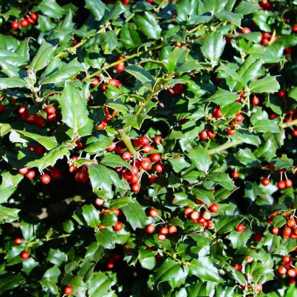 2.25 Gal. China Girl Holly Ilex x Meserveae ‘China Girl’ Evergreen Live Shrub - Hercitys