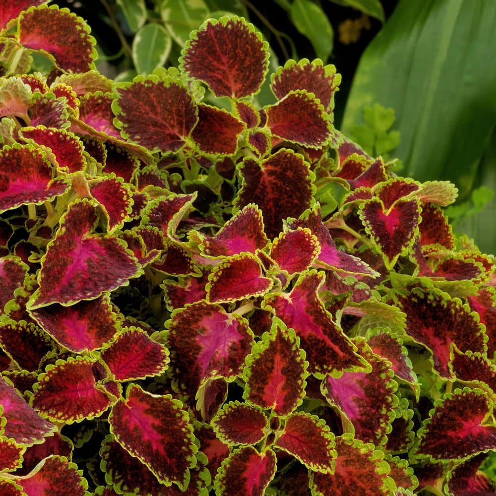 3.25 in. Coleus Party Time Pink Berry Annual Plant (3-Pack) - Hercitys
