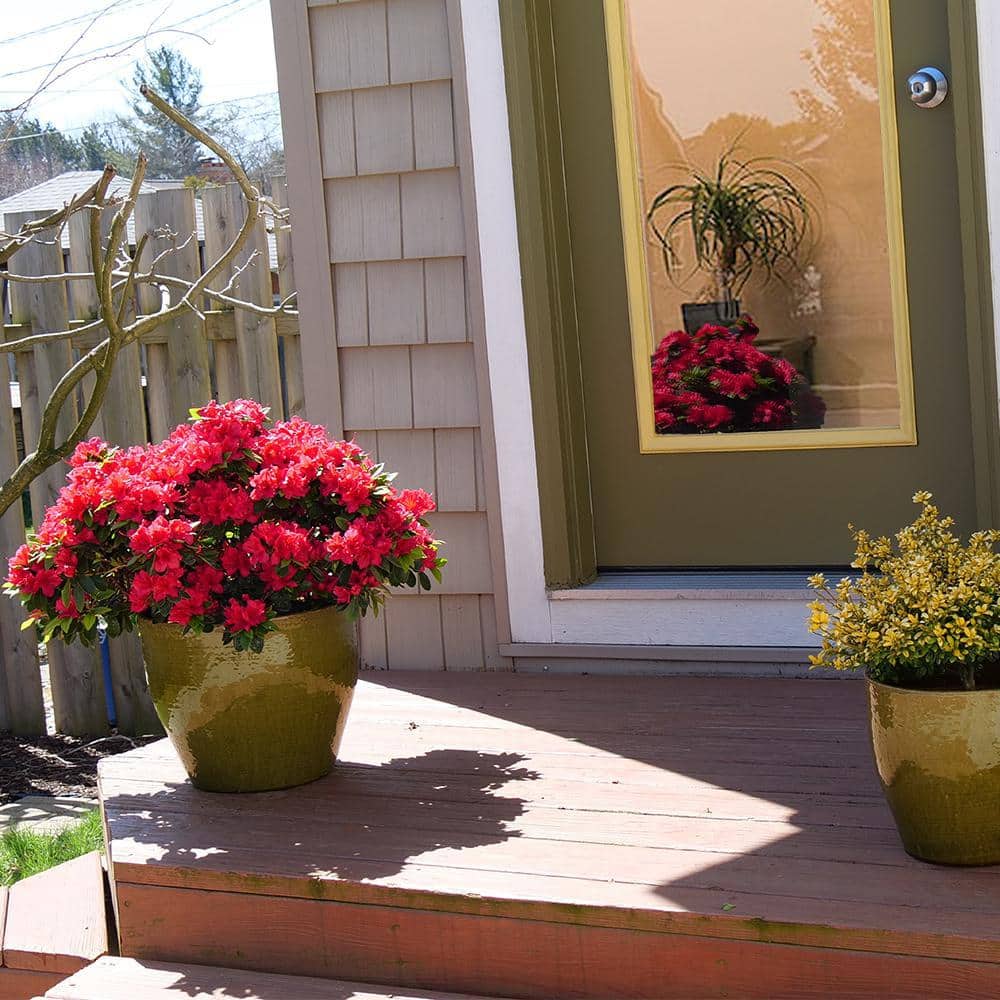 2 Gal. Perfecto Mundo Red Azalea Shrub with Red Flowers - Hercitys