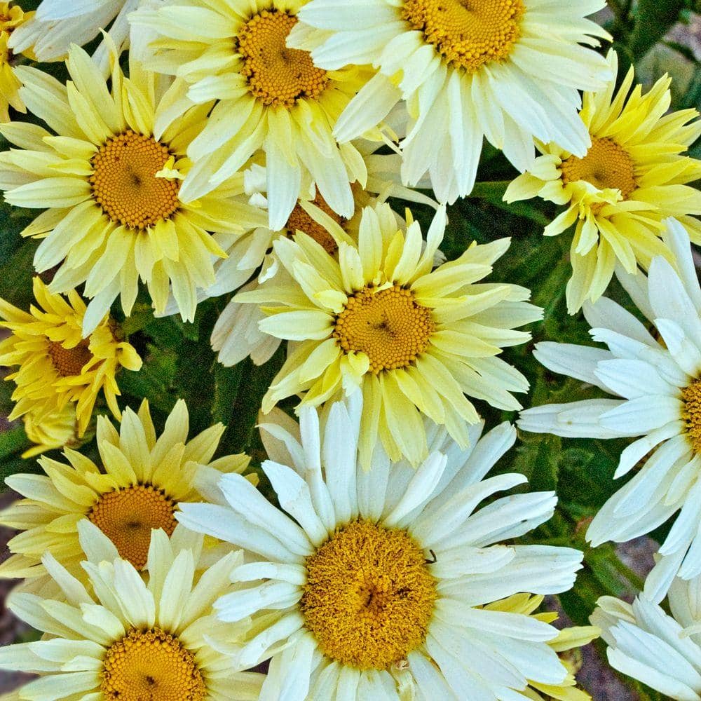 4.5 in. Qt. Amazing Daisies Banana Cream Shasta Daisy (Leucanthemum) Live Plant in Yellow Flowers - Hercitys