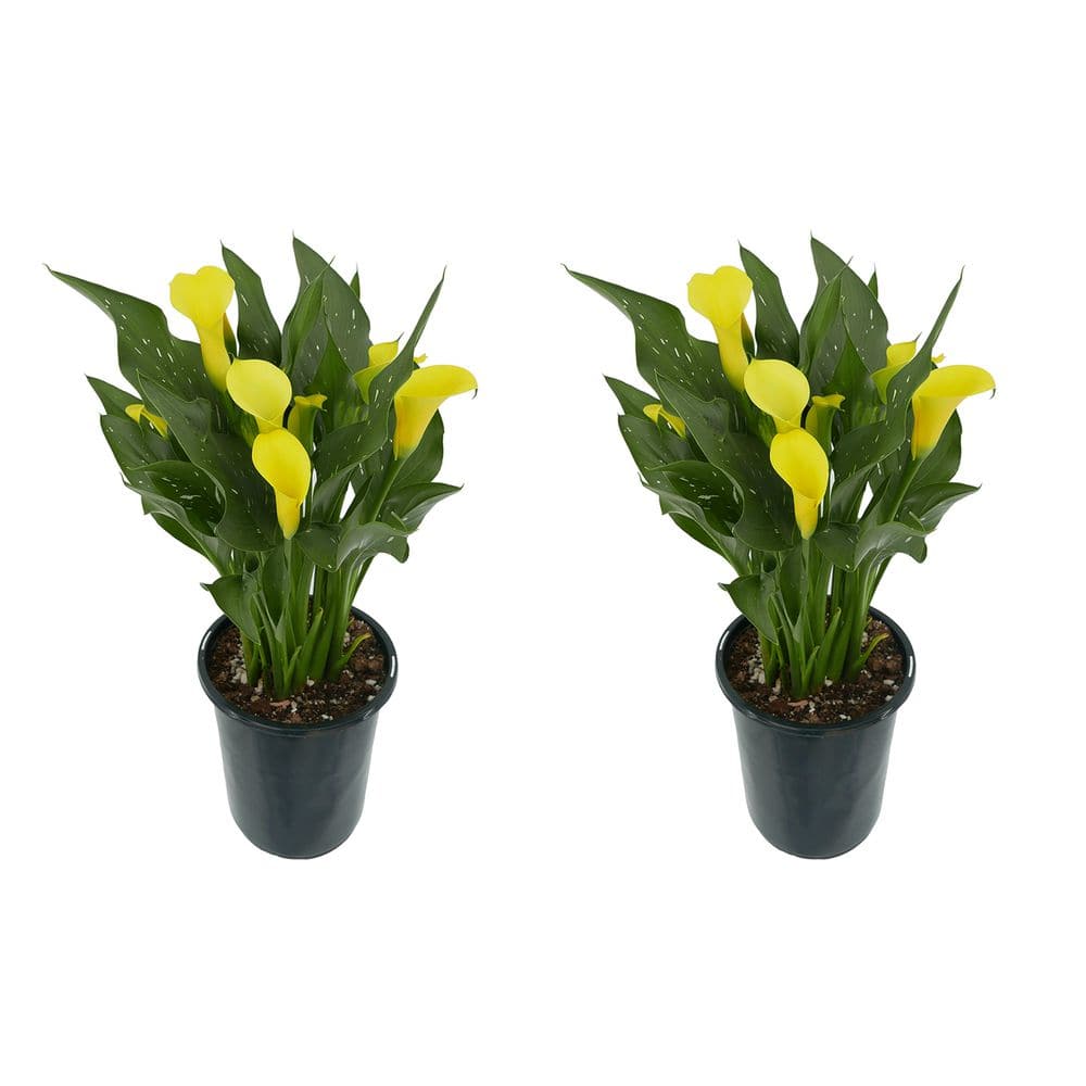 2.5 qt. Perennial Calla Lily Yellow (2-Pack) - Hercitys