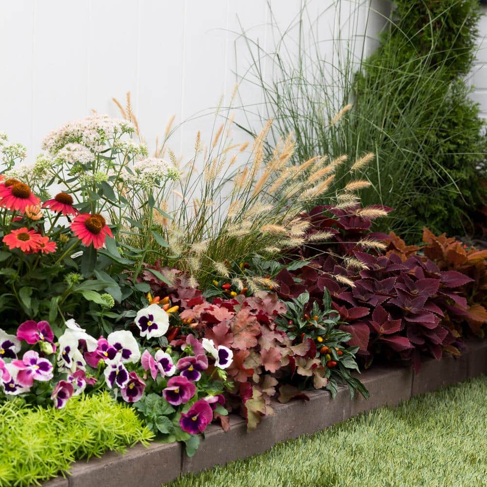 1.5 Gal. Grass Pennisetum Hameln Perennial Plant (1-Pack) - Hercitys