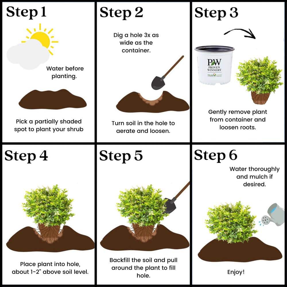 2 Gal. Golden Ticket Ligustrum Shrub with Bright Yellow Foliage - Hercitys