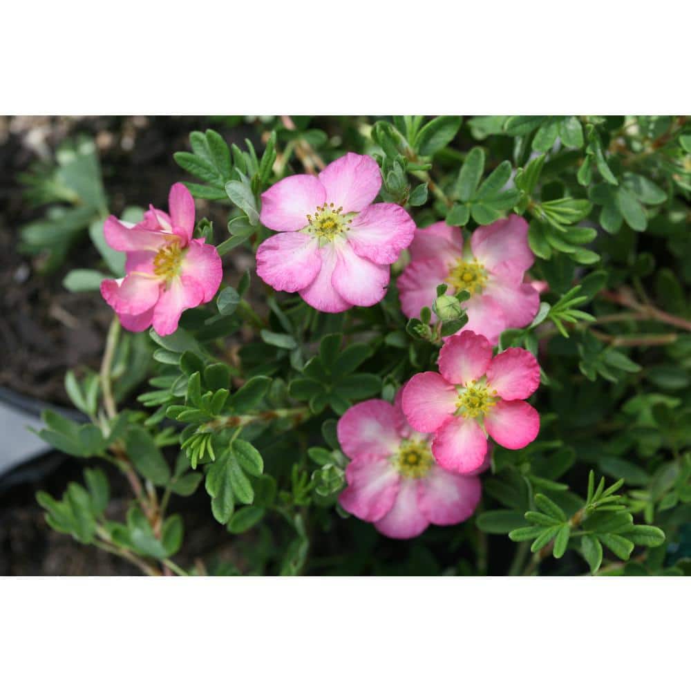 4.5 in. Qt. Happy Face Hearts Potentilla (Fruticosa) Flowering Shrub With Pink, White, and Yellow Flowers - Hercitys