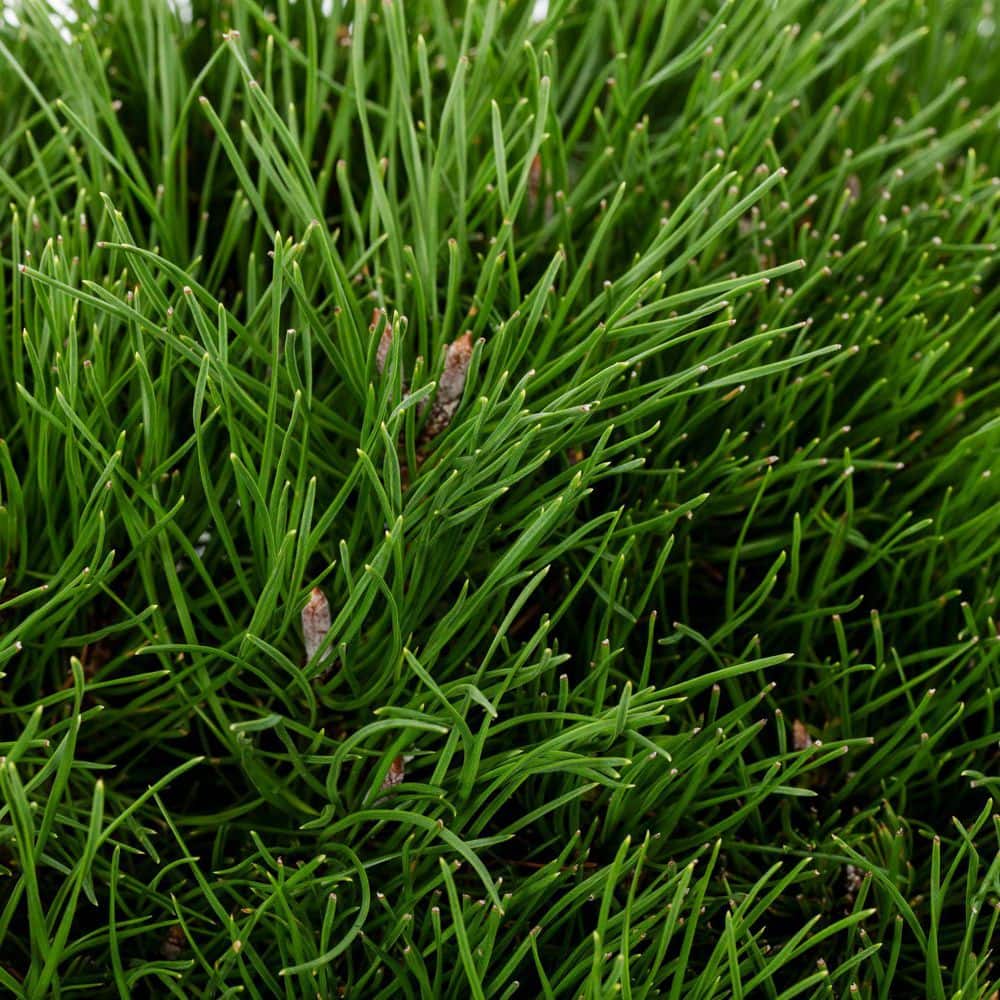 1.5 Gal. Dwarf Mugo Pine Live Shrub with Dark Green Needled Foliage - Hercitys