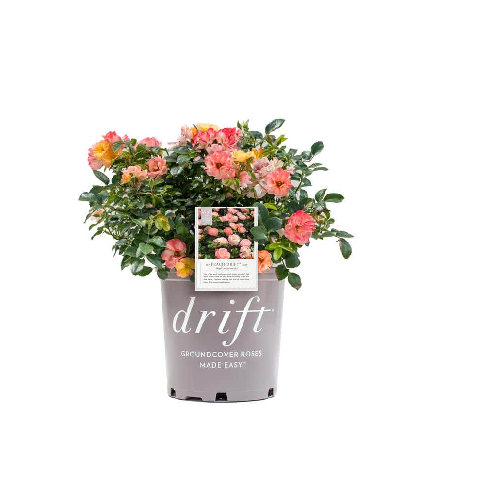 3 Gal. Peach Drift Rose Bush with Pink-Orange Flowers (2-Pack) - Hercitys