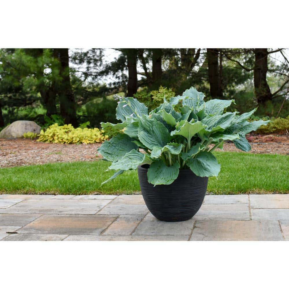 0.65 Gal. Shadowland Diamond Lake (Hosta) Live Plant, Lavender Flowers and Blue Foliage - Hercitys