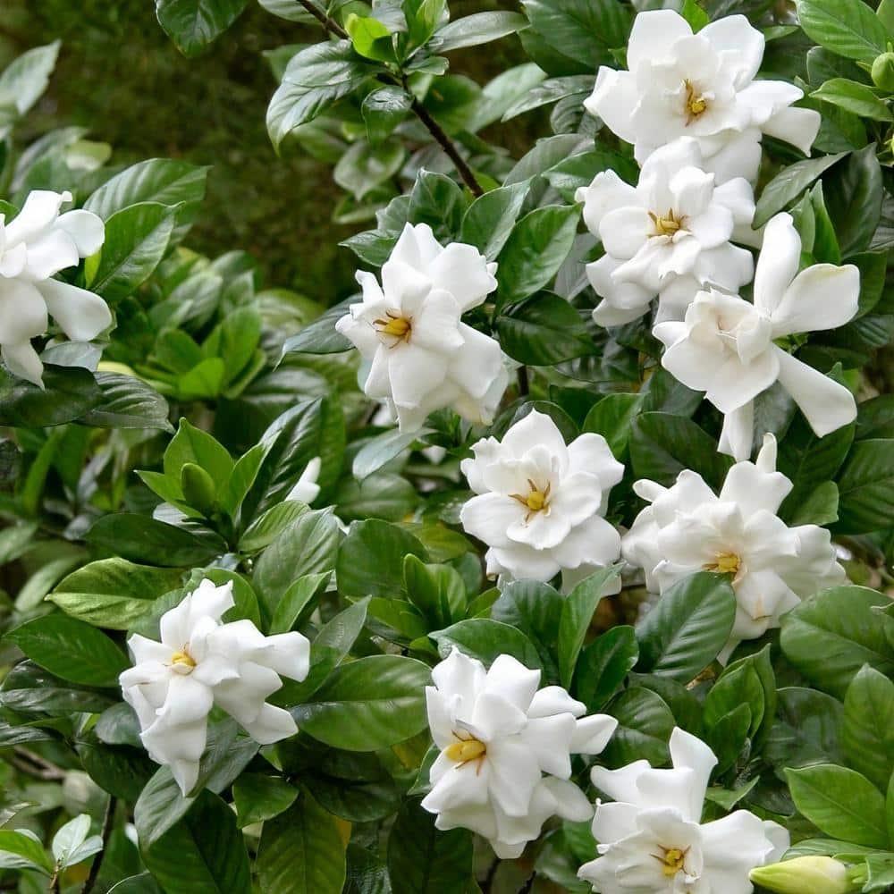 2.5 qt. Gardenia August Beauty Flowering Shrub with White Blooms - Hercitys