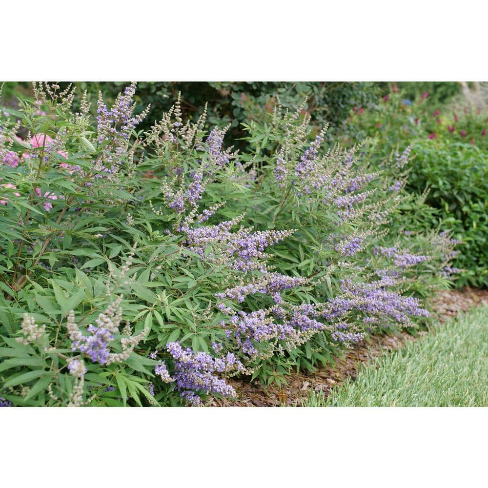 4.5 in. qt. Rock Steady Chastetree (Vitex agnus-Castus) Live Flowering Shrub with Purple Flowers - Hercitys