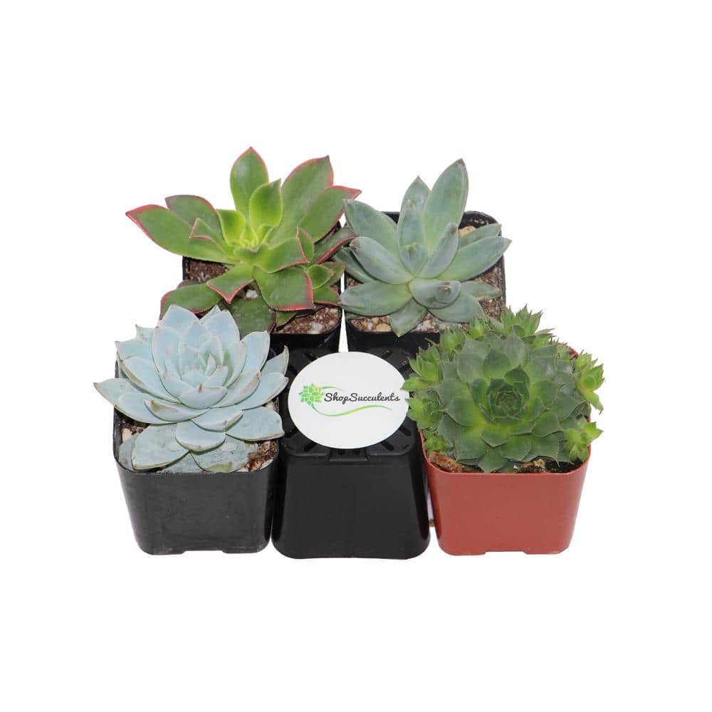 2 in. Blue/Green Collection Succulent (Collection of 4) - Hercitys