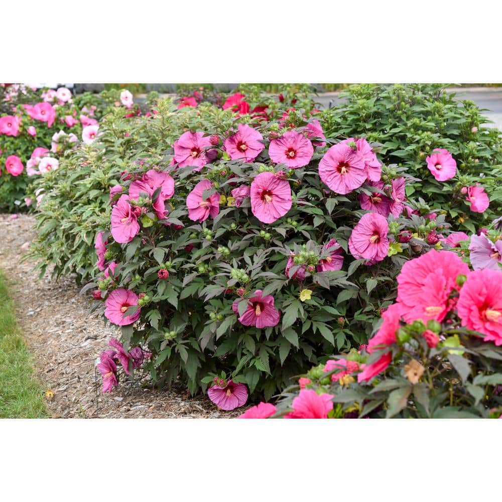 2 Gal. Summerific ‘Berry Awesome’ Rose Mallow (Hibiscus Hybrid), Live Perennial Plant, with Pink Flowers - Hercitys