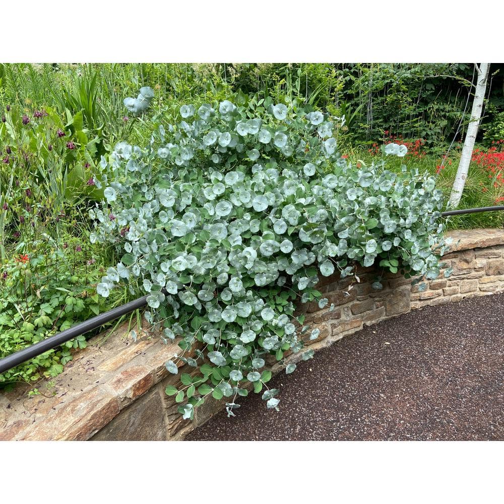 4.5 in. Quartz Kintzley’s Ghost Honeysuckle (Lonicera Reticulata) Live Flowering Shrub with Yellow and White Flowers - Hercitys