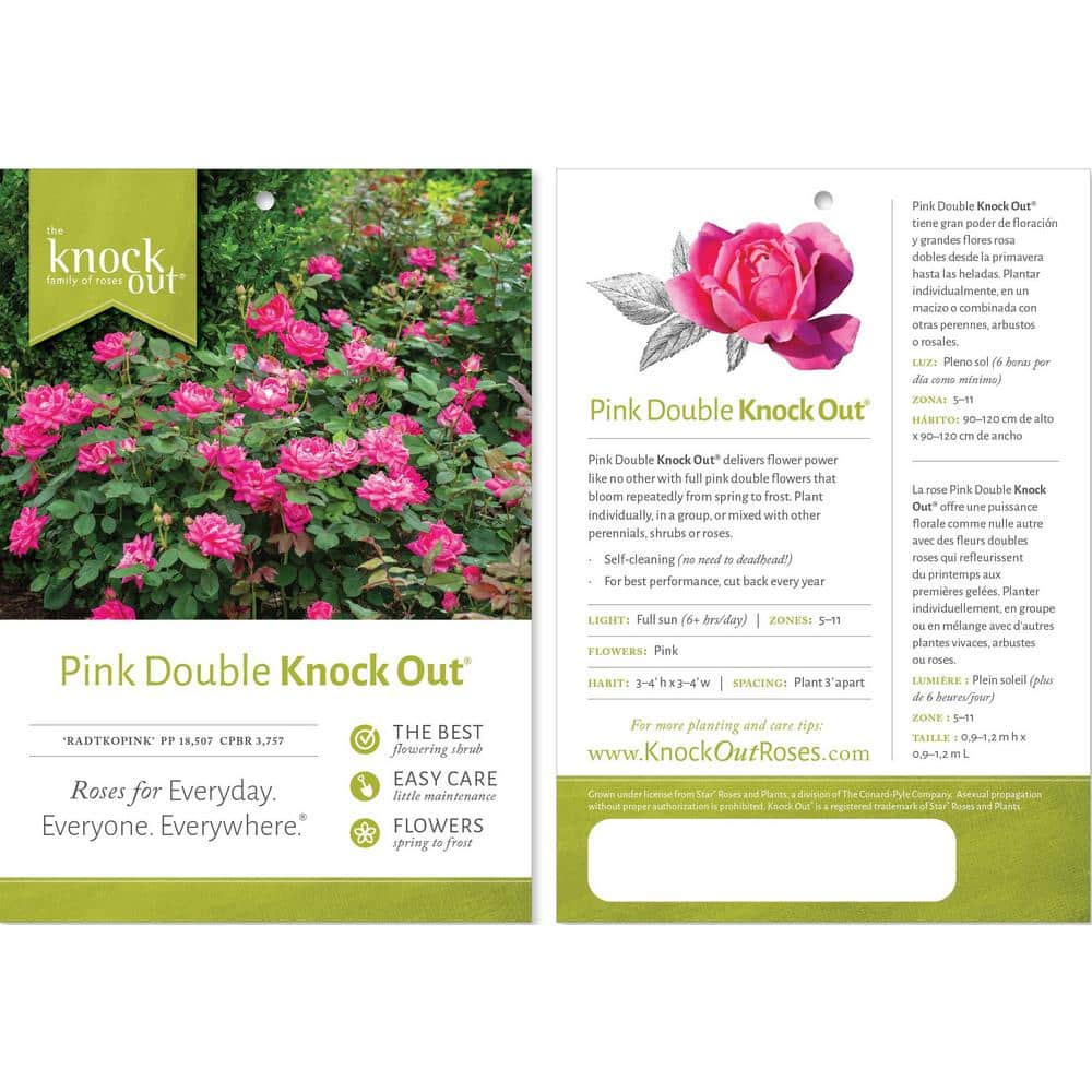 3 Gal. Pink Double Knock Out Rose Tree with Pink Flowers - Hercitys